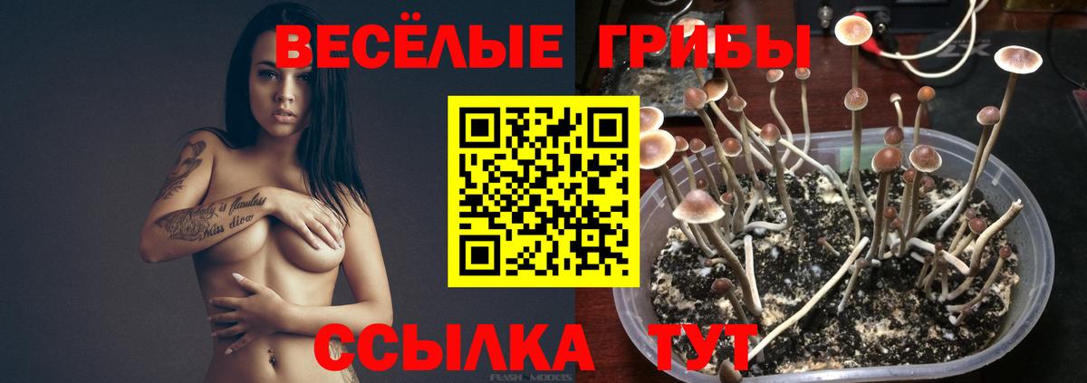 Псилоцибиновые грибы прущие грибы Балашиха